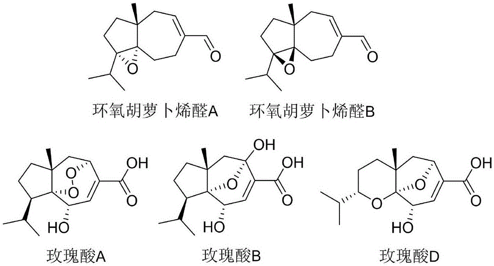 一种玫瑰酸A在抗造血干细胞衰老方面的应用的制作方法