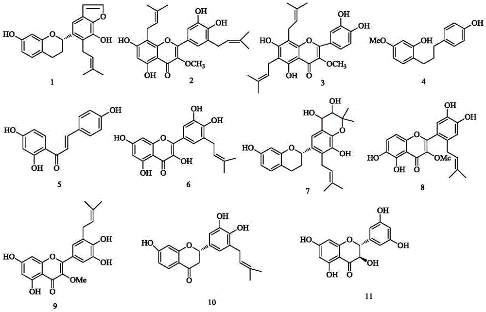 构树中黄酮类成分在制备抗口腔菌疾病的药物中的应用的制作方法