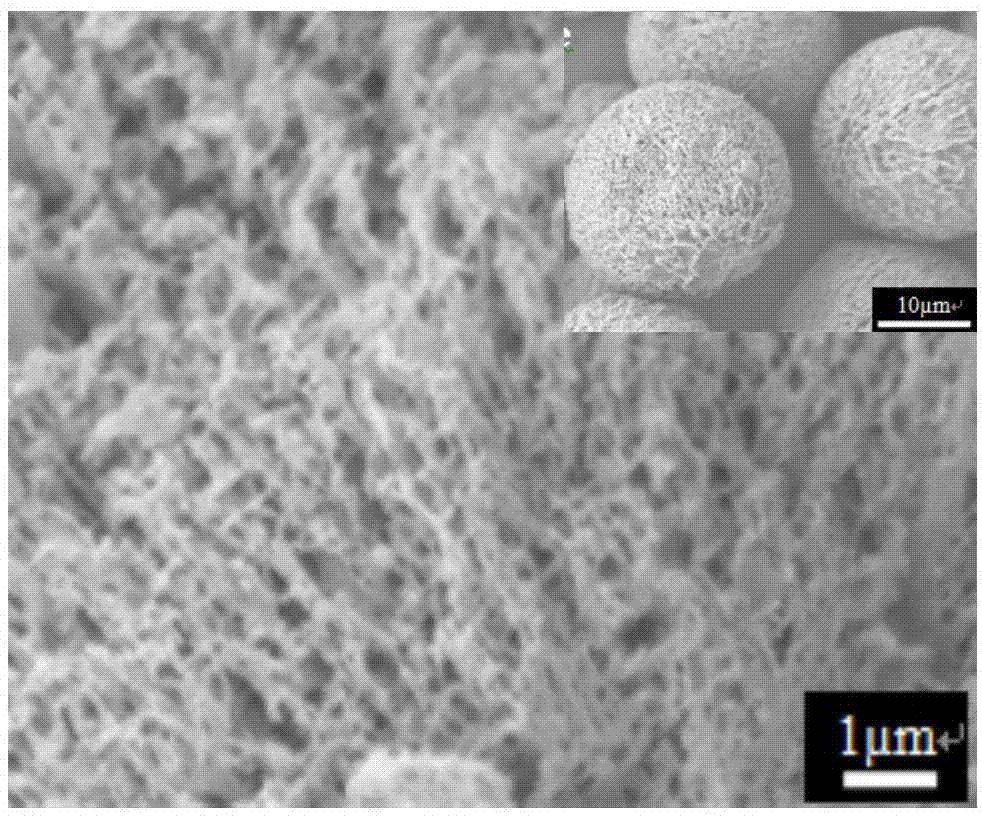 一种制备明胶表面接枝改性的聚乳酸微球的方法与流程