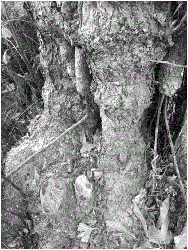 一种砧树桥靠接古树名木的方法与流程