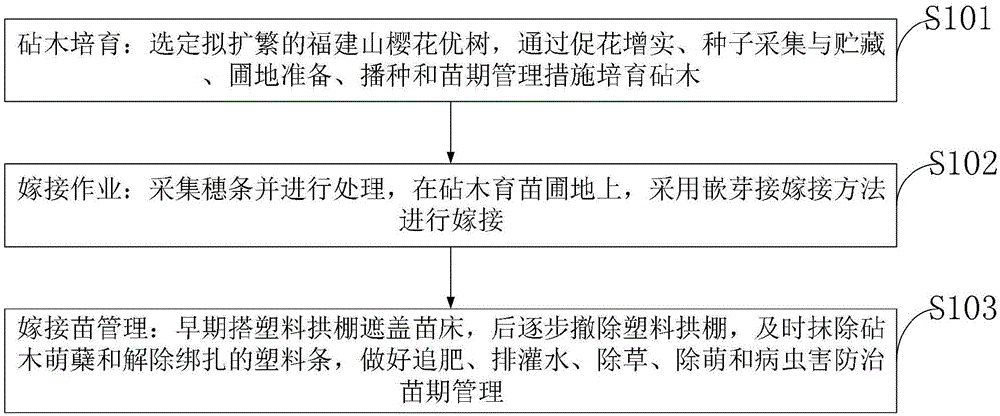 一种保持山樱花优良性状的高效育苗方法与流程