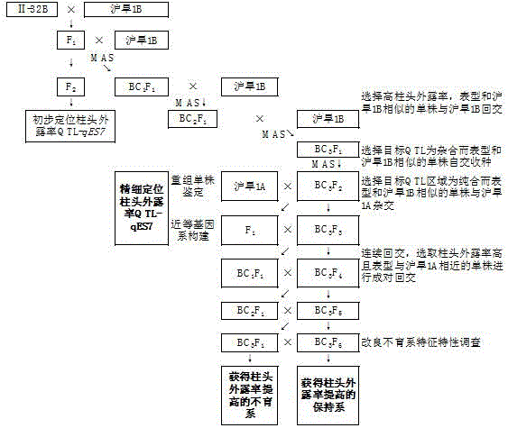 一种提高水稻三系不育系柱头外露率的分子育种方法与流程