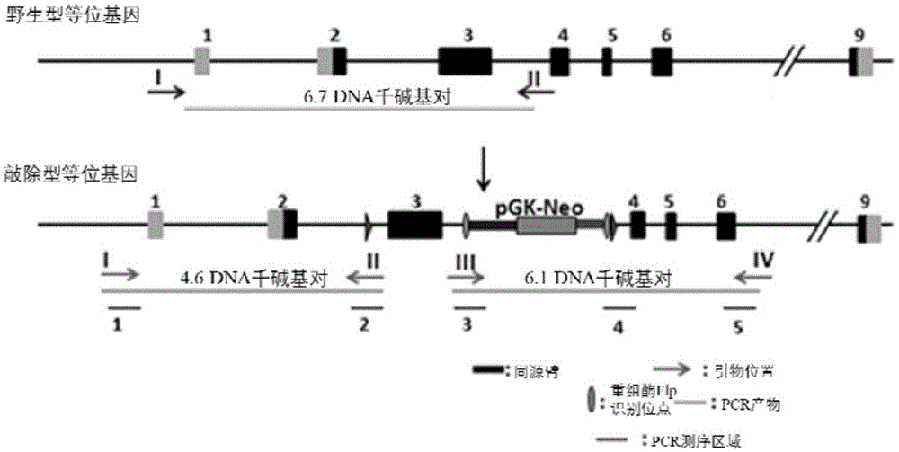 aurkacko1n条件性基因敲除小鼠模型的构建方法与流程