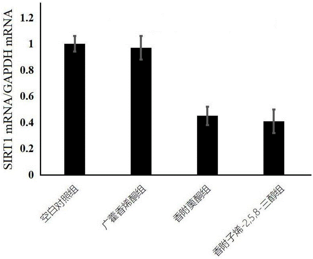 香附薁酮用于制备抑制SIRT1基因表达治疗食管鳞状细胞癌的药物的用途的制作方法