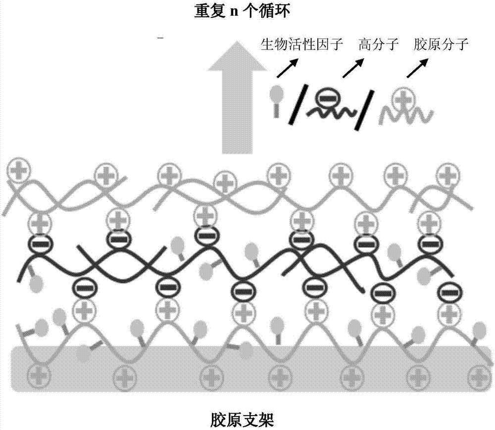 负载生物活性因子的胶原支架的缓释体系与其构建方法与流程