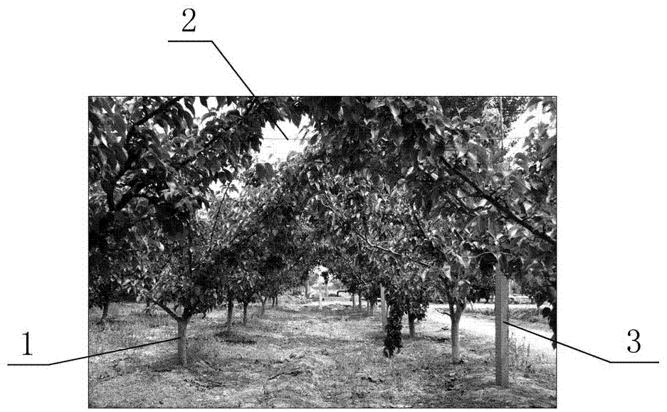 缓树势防落果梨树树形及修剪方法与流程