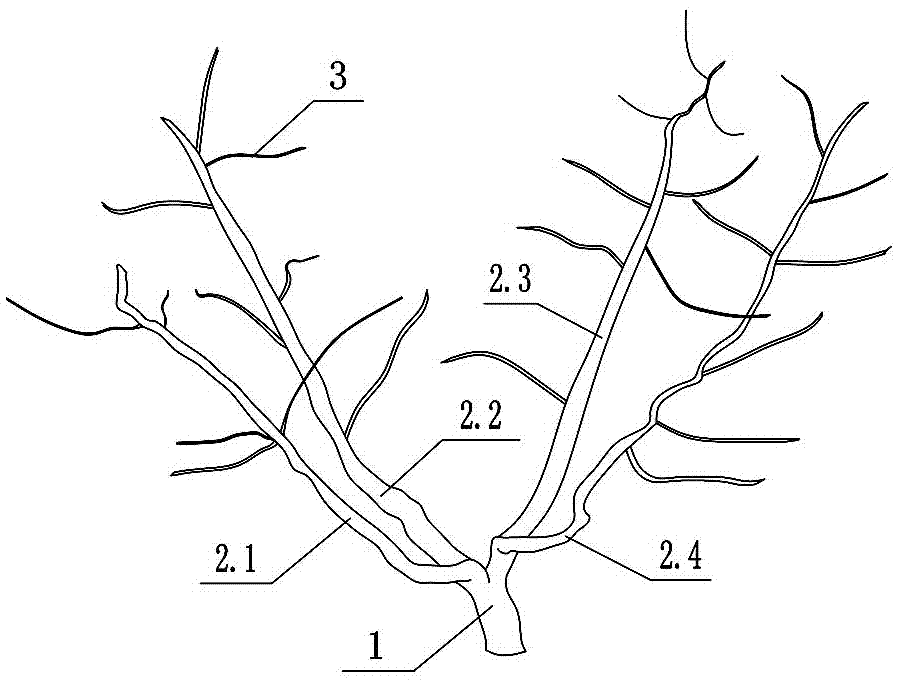 四主枝桃树树形及修剪方法与流程