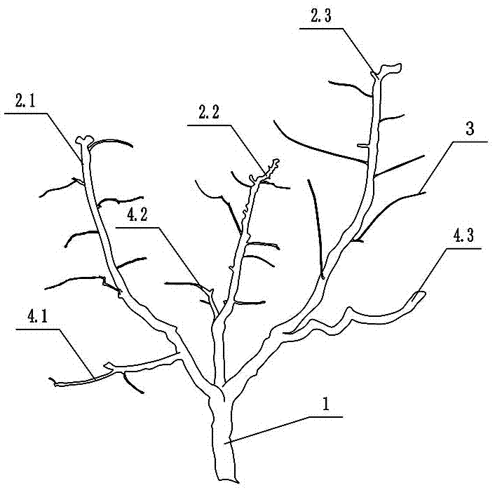 三主枝桃树树形及修剪方法与流程
