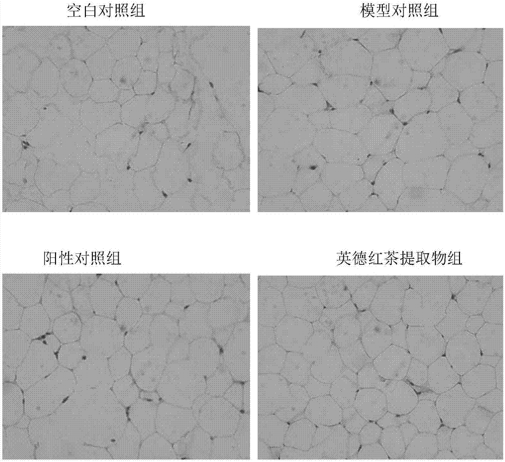 英德红茶在制备减肥和降血糖产品中的应用的制作方法