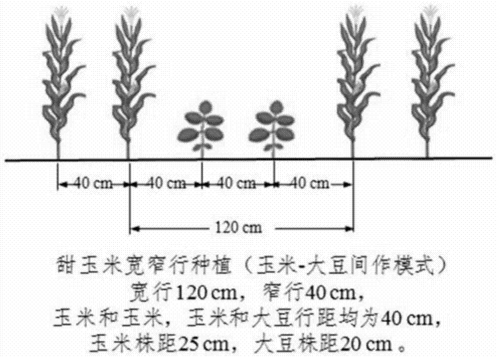 一种甜玉米种植栽培方法与流程