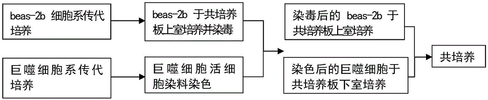 一种用于评价烟草烟气诱发炎症反应程度的体外细胞共培养模型的构建方法、评价方法与流程