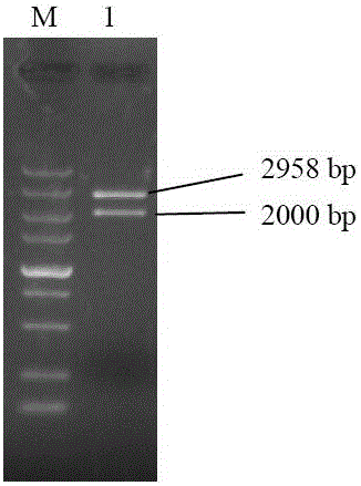 重组杆状病毒表达猪圆环病毒3型Cap蛋白及其构建方法与引物与流程