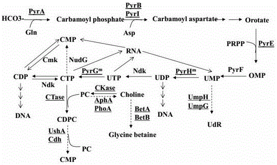 一种生产胞二磷胆碱的重组微生物及生产胞二磷胆碱的方法与流程