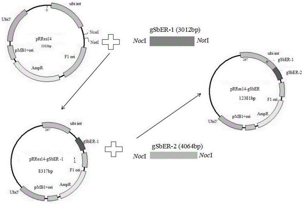 高粱抗逆性相关基因SbERECTA及其编码蛋白与应用的制作方法