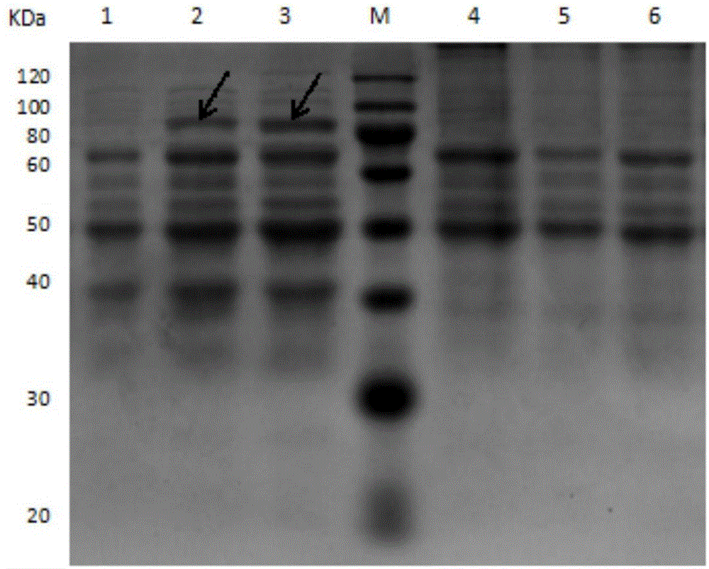 一种包含IBV多表位EpiC和NDV F基因的重组基因、重组表达质粒、重组乳酸杆菌及其应用的制作方法