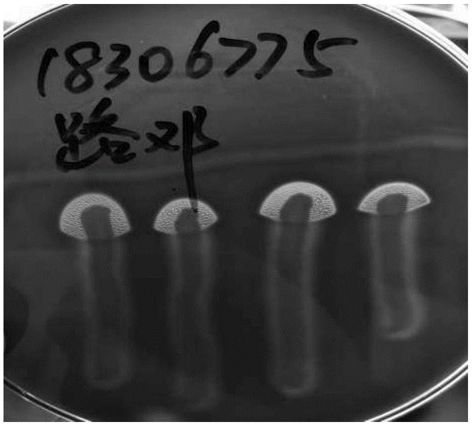 一种β溶血的葡萄球菌和金黄色葡萄球菌的鉴别方法与流程