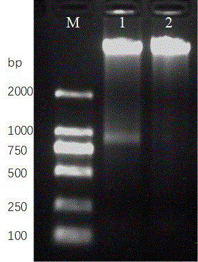 一种宝华鹅耳枥ISSR-PCR分子标记体系的制作方法