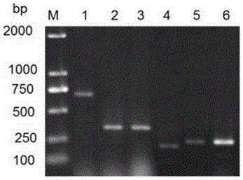 检测猪病毒性繁殖障碍症候群病原核酸的MLPA检测试剂盒的制作方法