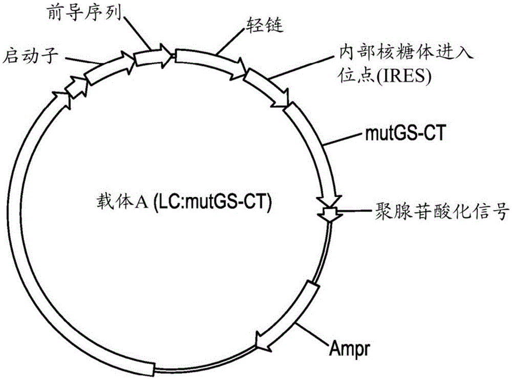 使用谷氨酰胺合成酶基因内互补载体直接选择表达高水平异聚蛋白的细胞的制作方法