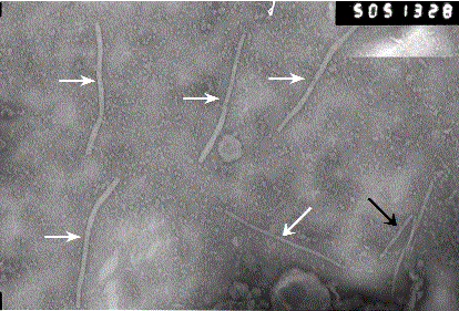一种马铃薯X病毒粒体的原位分离固定电子显微镜诊断方法与流程