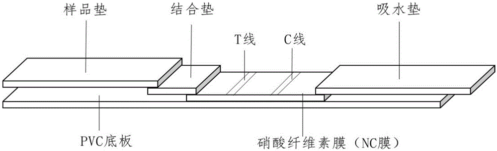 一种快速检测布鲁氏菌抗体的量子点免疫层析试纸条的制作方法