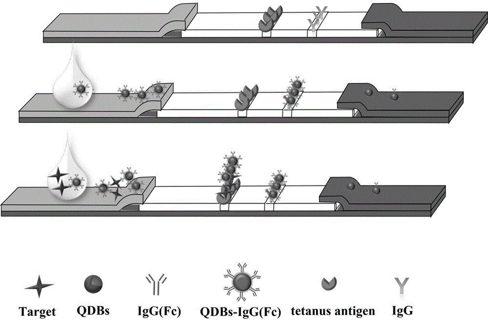 基于量子点荧光微球层析检测破伤风抗体的试纸条及其制备方法和使用方法与流程