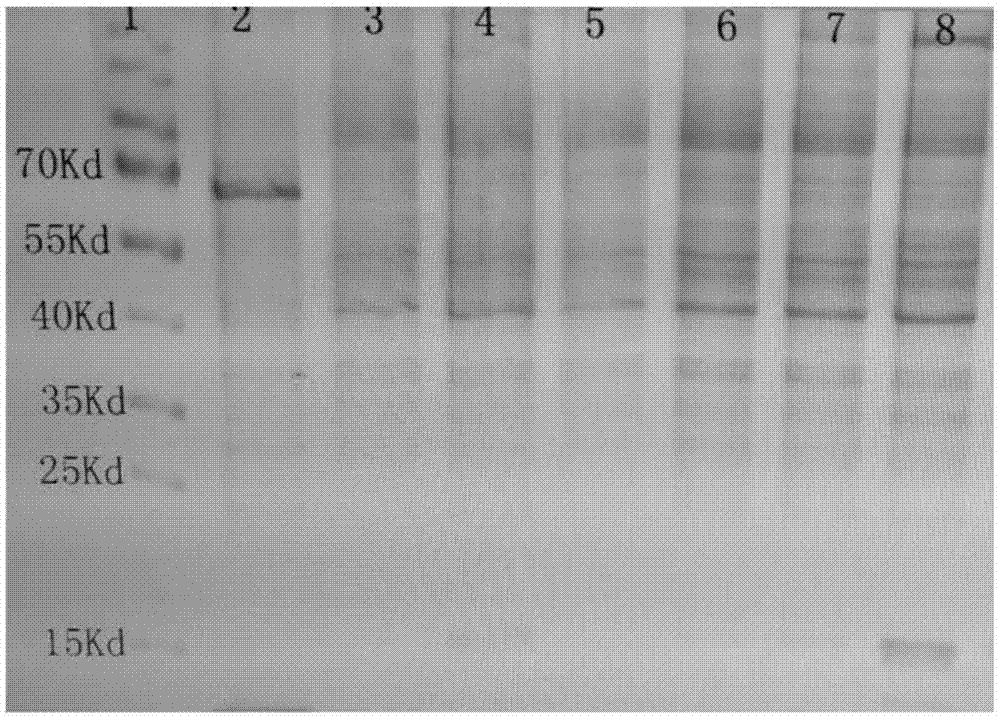 兔外周血B细胞的培养体系及培养方法、抗体的制备方法和应用与流程