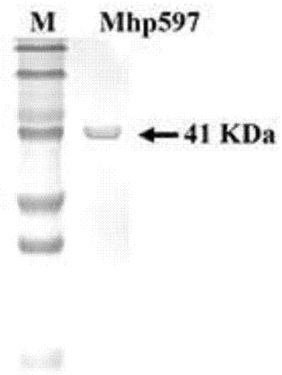 Mhp非特异性核酸酶及其编码基因与应用的制作方法