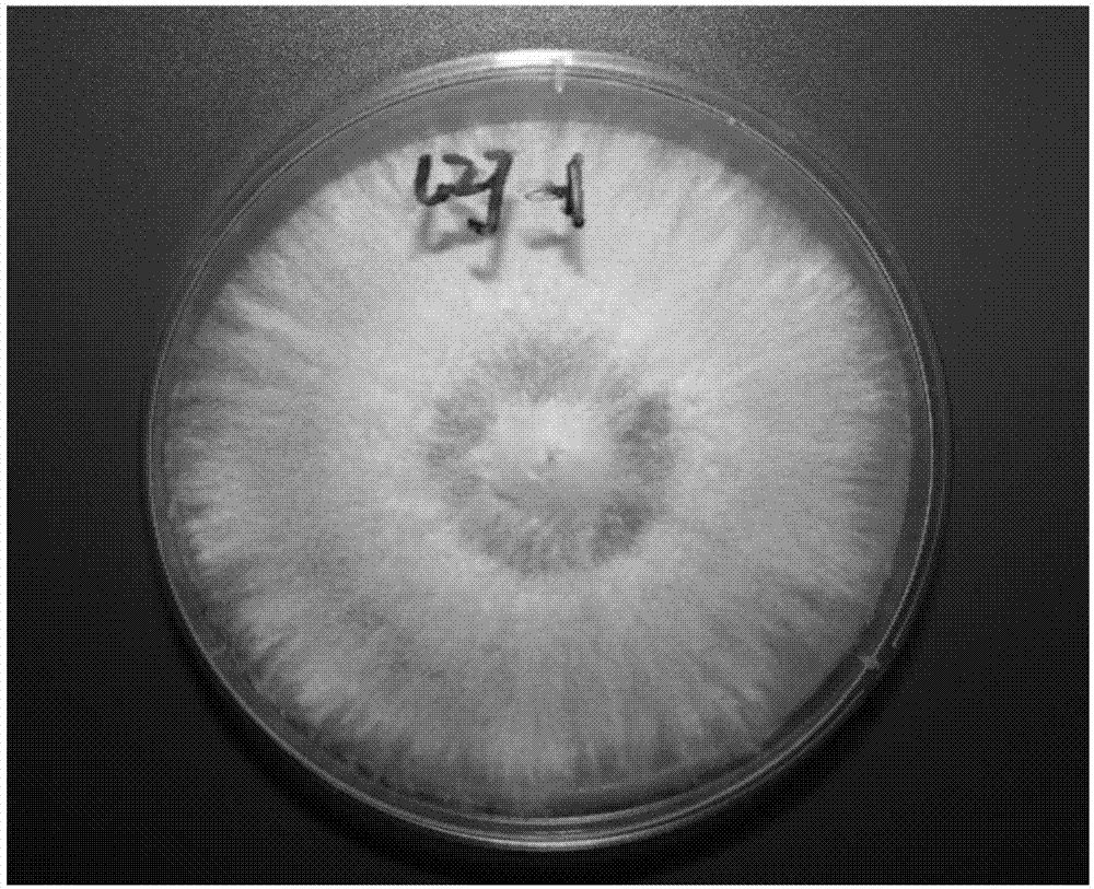 一种珊瑚状裂褶菌菌株及其子实体的栽培方法与流程