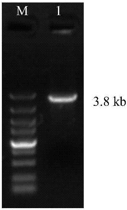 棉铃虫P糖蛋白基因及其应用的制作方法