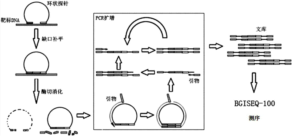 一种环状探针和基于环状探针捕获的测序文库构建方法与流程