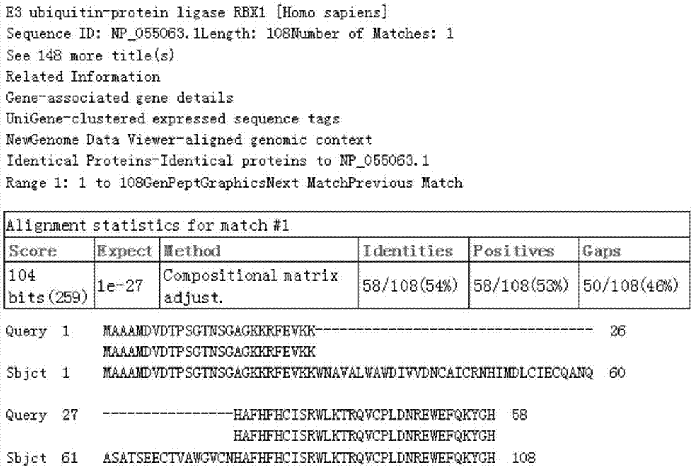 一种人的E3泛素蛋白连接酶RBX1突变蛋白及其应用的制作方法