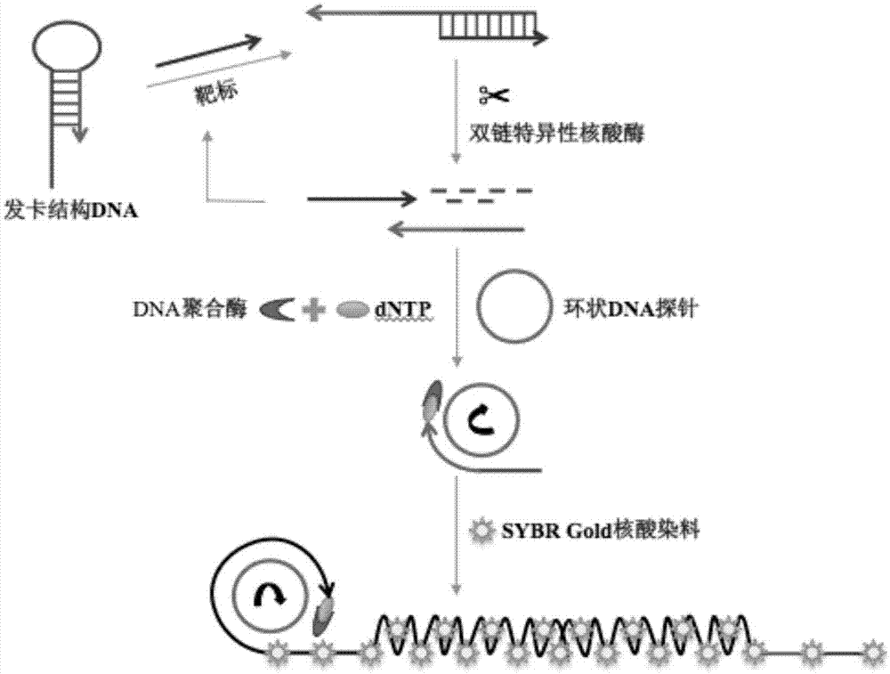 循环microRNAs检测试剂盒和特异性检测循环microRNAs的方法及应用与流程