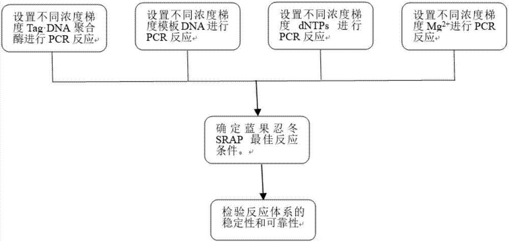 蓝果忍冬SRAP反应体系的建立的制作方法