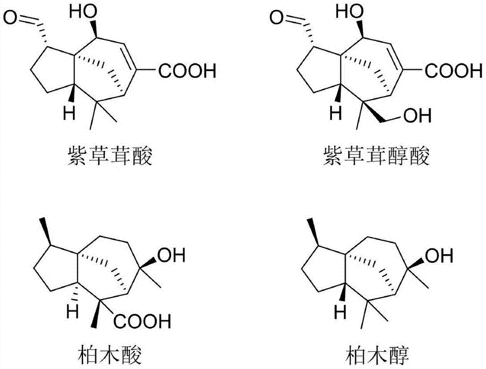 一种紫草茸醇酸用于逆转卵巢癌对紫杉醇耐药性的用途的制作方法