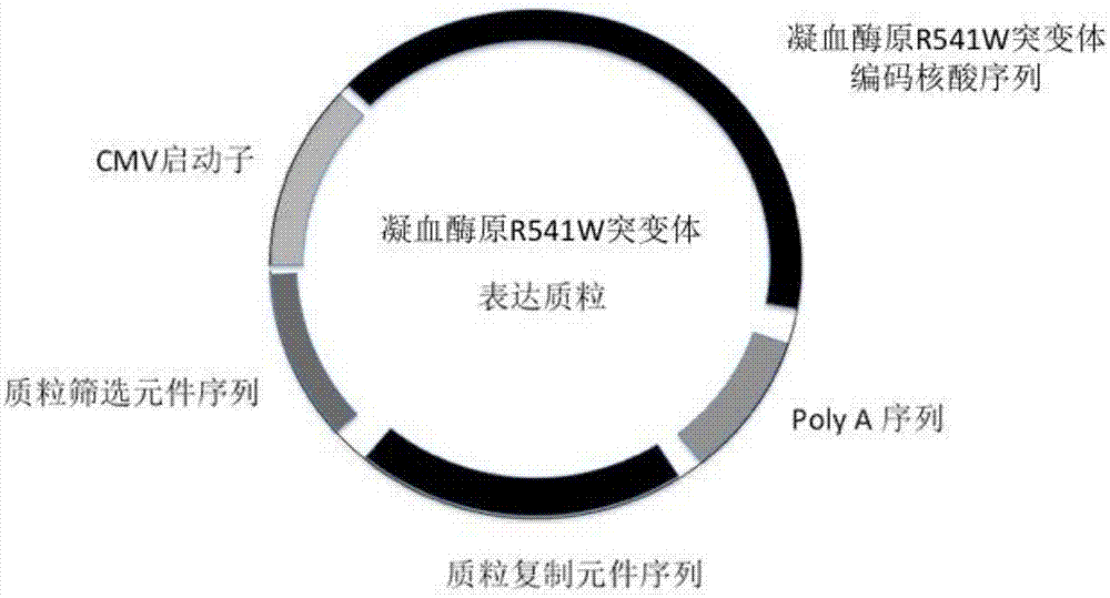 一种凝血酶原突变体蛋白及其编码核酸的应用的制作方法