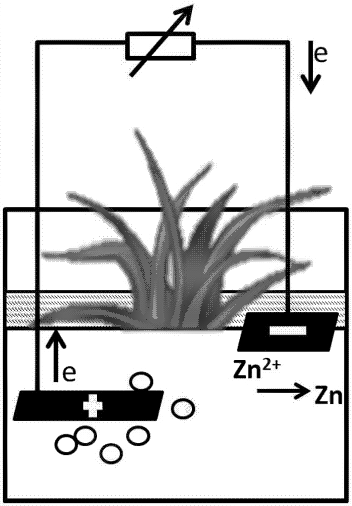 一种植物-微生物燃料电池阻截土壤纳米颗粒源金属离子流转的方法与流程