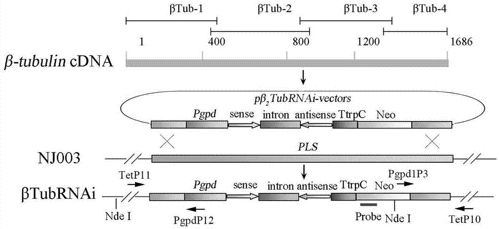 β-微管蛋白、其所述基因β-tubulin及其基因区段的应用的制作方法