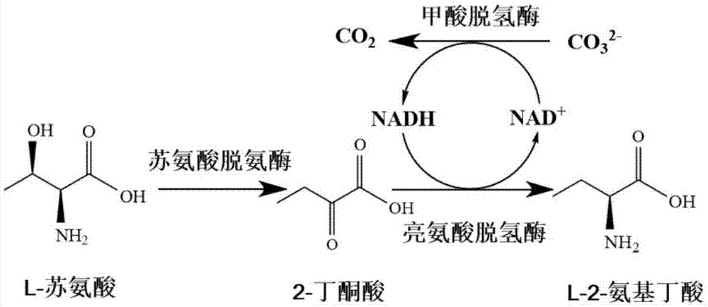 一种转化L-苏氨酸生产L-2-氨基丁酸的重组菌的构建及应用的制作方法