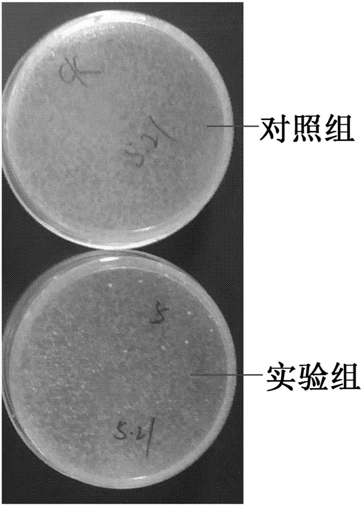 一种巨大芽孢杆菌及其应用的制作方法