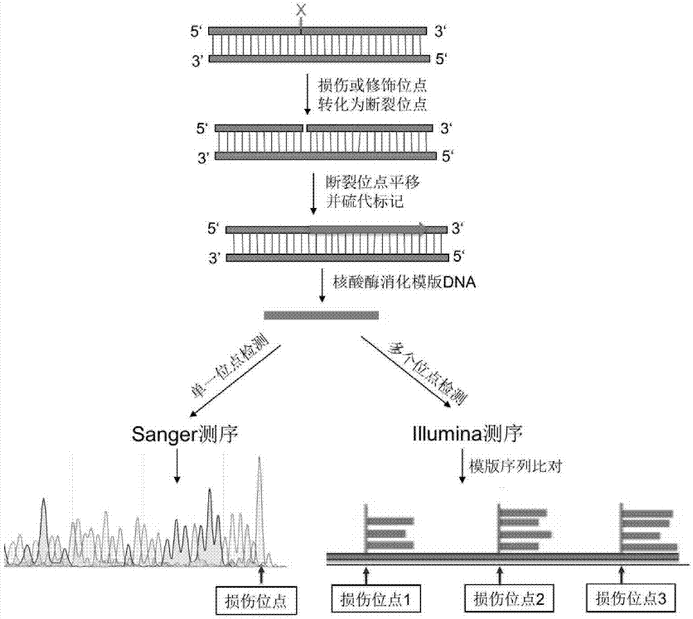 一种定位基因组DNA上损伤和修饰位点的方法与流程