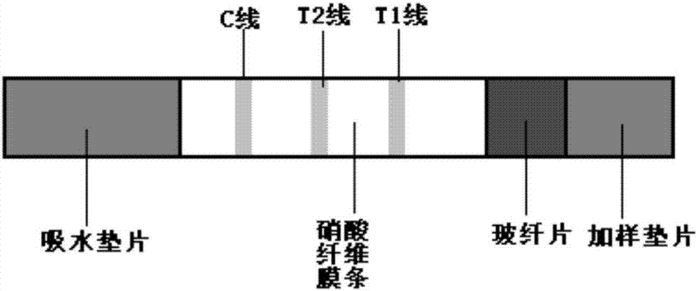 一种抗缪勒氏管激素的近红外荧光层析免疫定量检测试剂盒的制作方法