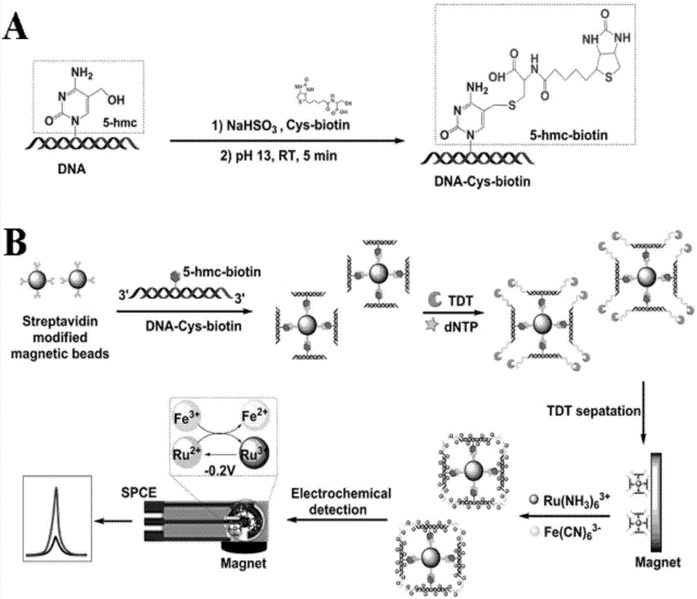 一种基于非标记、非固定化的电化学磁性生物传感器检测5-羟甲基胞嘧啶的方法与流程