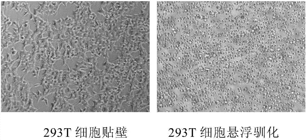 一种悬浮驯化293T细胞的方法与流程