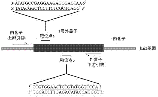 一种基因敲除选育bai2基因缺失型斑马鱼的方法与流程