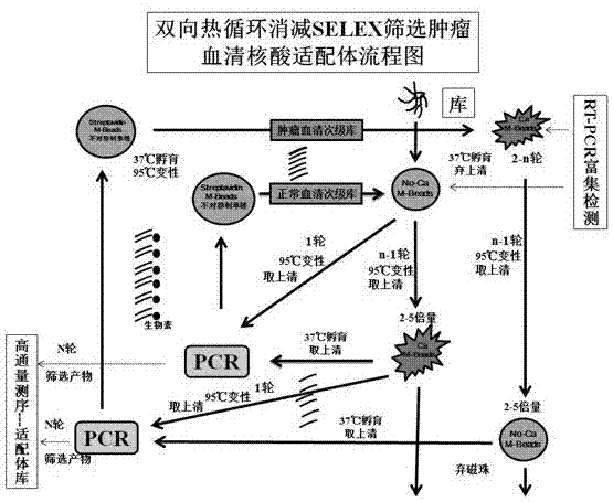 双向热循环消减SELEX快速筛选核酸适配体的方法及试剂盒与流程