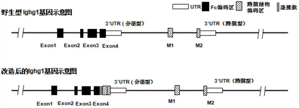 一种筛选抗体的非人模式动物的构建方法及其应用与流程