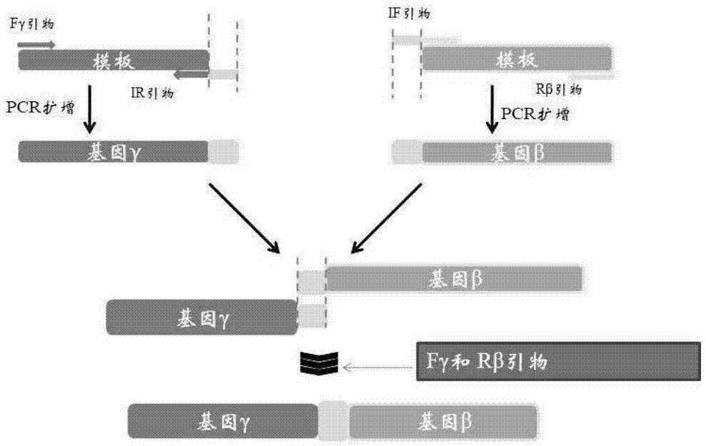 一种利用多顺反子表达策略制备成熟L-谷氨酸氧化酶的方法与流程