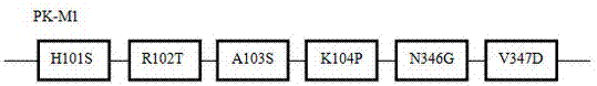 重组布氏白僵菌蛋白酶K突变体PK-M1及制备方法与流程