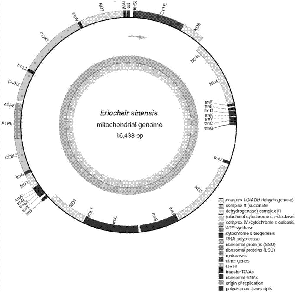 精确测定中华绒螯蟹线粒体全基因组序列的方法与流程